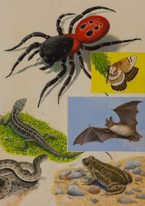 Mid 20th Century Gouache - Original Wildlife Illustration