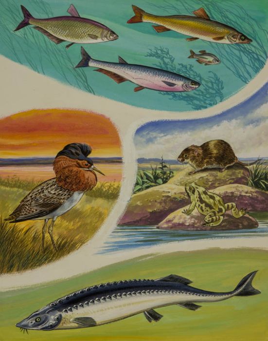 Mid 20th Century Gouache - River Volga - Wildlife Illustration
