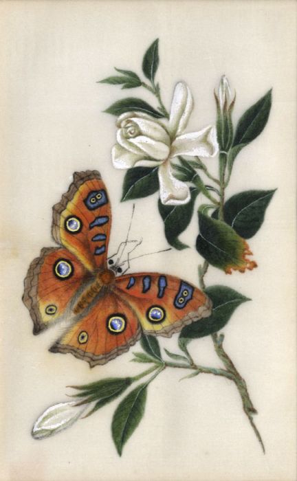 19th Century Gouache - Butterfly