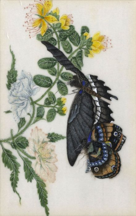 19th Century Gouache - Butterflies