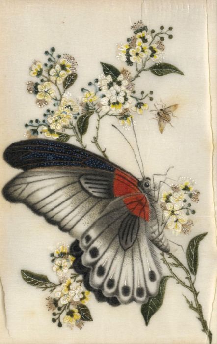 19th Century Gouache - Butterfly
