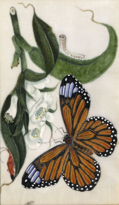 19th Century Gouache - Butterfly with Caterpillars