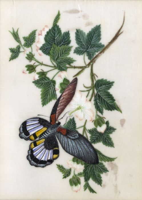 19th Century Gouache - Butterfly