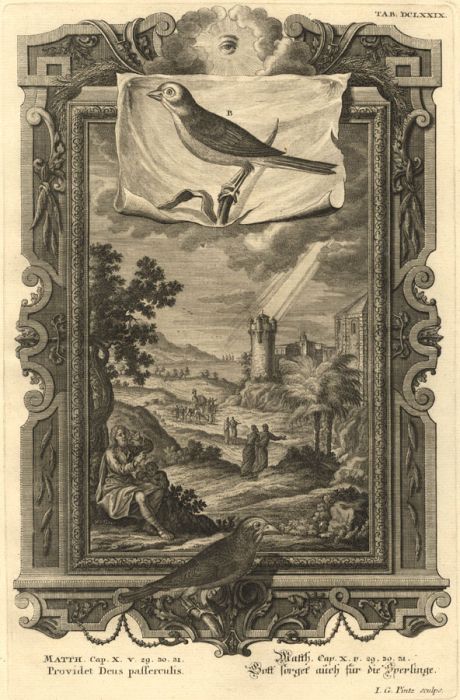 I.G. Pintz - 1735 Engraving, God Provides Sparrows, Scheuchzer's 'Physica Sacra'