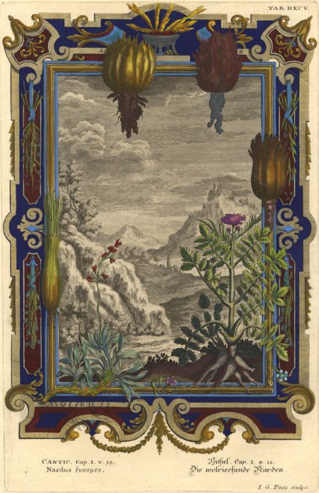 I.G. Pintz - 1735 Engraving, Spike Nard, Scheuchzer's 'Physica Sacra'