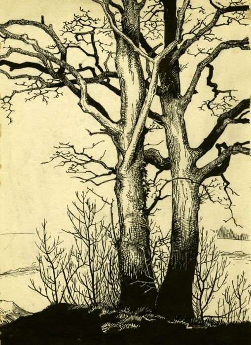Early 20th Century Pen and Ink Drawing - Trees