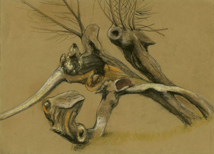 David A. Weeks - 1953 Chalk Drawing, Gnarled Tree