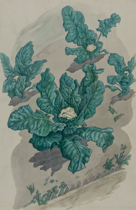 Adrian Hill (1895-1977) - Mid 20th Century Watercolour, Cauliflower