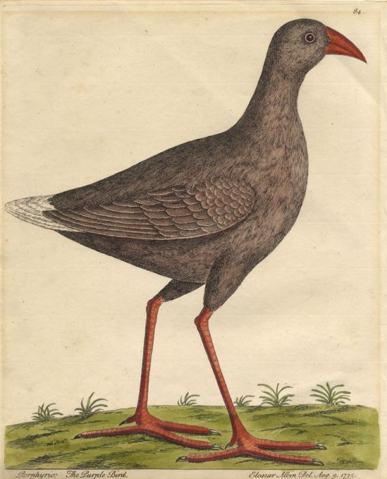 After Eleazar Albin - 1735 Etching, The Purple Bird