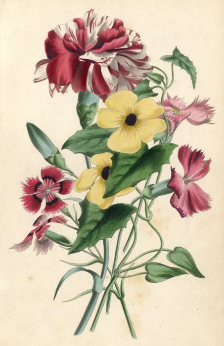 19th Century Hand Coloured Aquatint - Flower Study