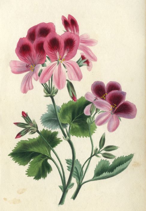 19th Century Hand Coloured Aquatint - Flower Study