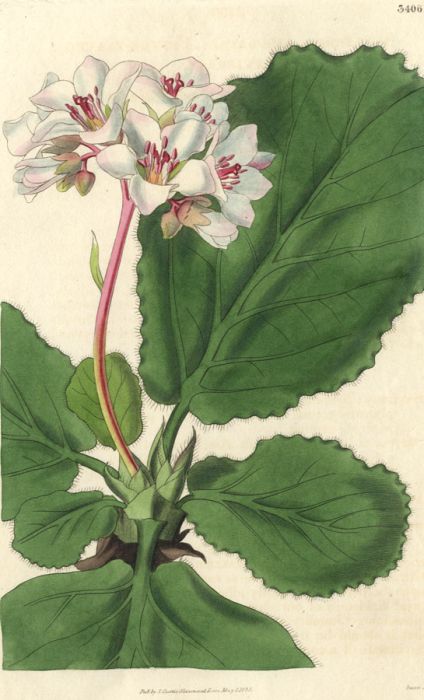 Swan - 1835 Hand Coloured Aquatint, Flower Study