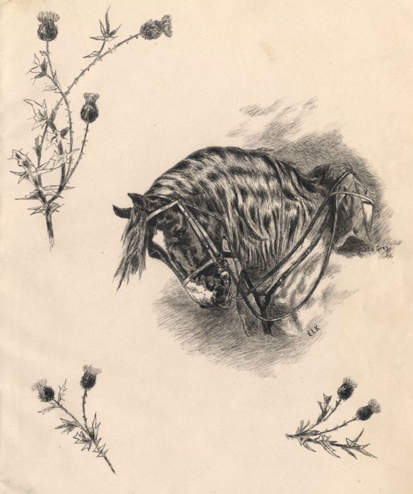 Early 20th Century Pen and Ink Drawing - Scots Grey