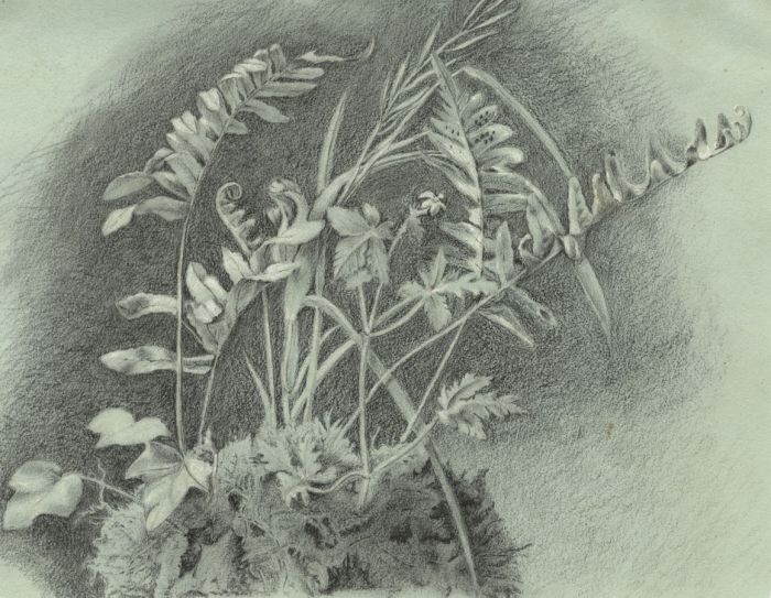 E.H. Lawson - Late 19th Century Graphite Drawing, Fern Study