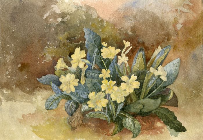 E.H. Lawson - Late 19th Century Watercolour, Yellow Flower Study