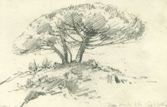 Marcus Adams - Mid 20th Century Graphite Drawing, Tree in a Landscape