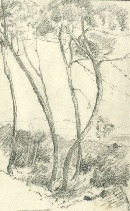 Marcus Adams - Mid 20th Century Graphite Drawing, Trees in a Landscape