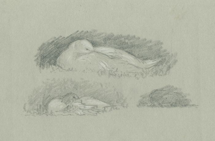 Marcus Adams (1875-1959) - Mid 20th Century Charcoal Drawing, Bird Studies