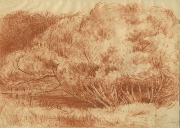 Marcus Adams (1875-1959) - Mid 20th Century Pastel, Tree