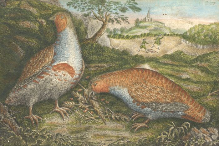 1783 Etching - A Brace of Partridges Feeding