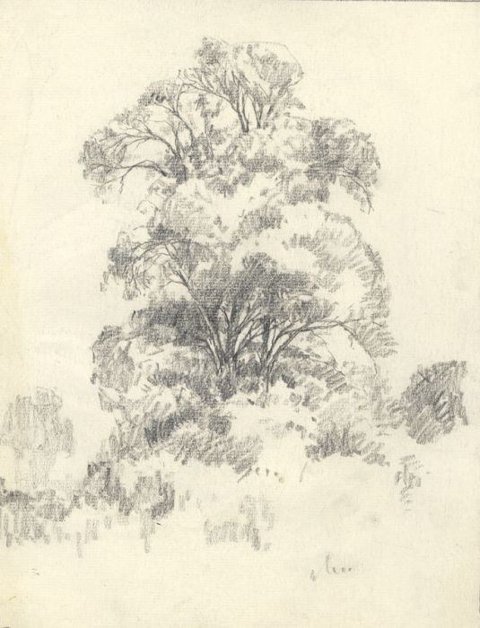 Marcus Adams - Early 20th Century Graphite Drawing, Deciduous Tree