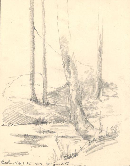 Marcus Adams - 1927 Graphite Drawing, Beech Trees