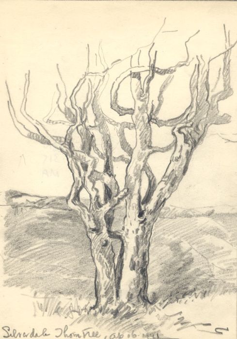 Marcus Adams - 1944 Graphite Drawing, Silverdale Tree