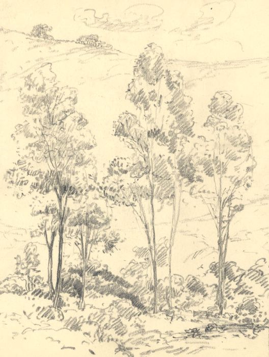 Marcus Adams - Early 20th Century Graphite Drawing, Trees