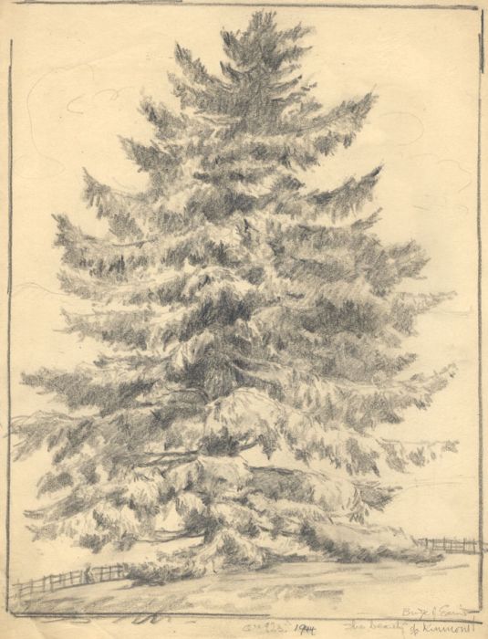 Marcus Adams - 1944 Graphite Drawing, Fir Tree