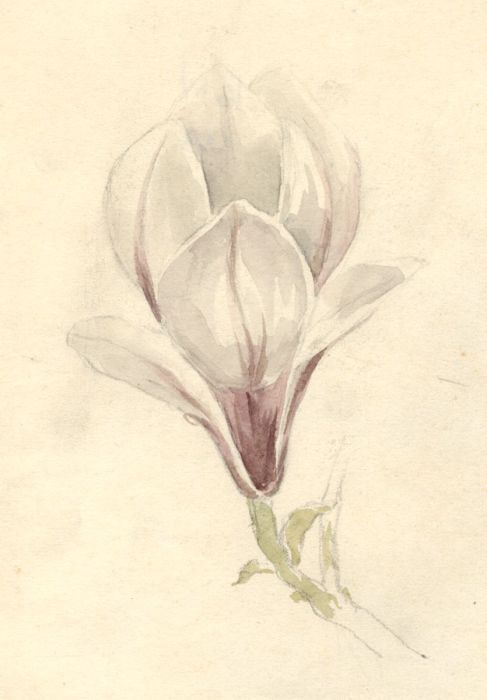 Marcus Adams - Early 20th Century Watercolour, Flower Study