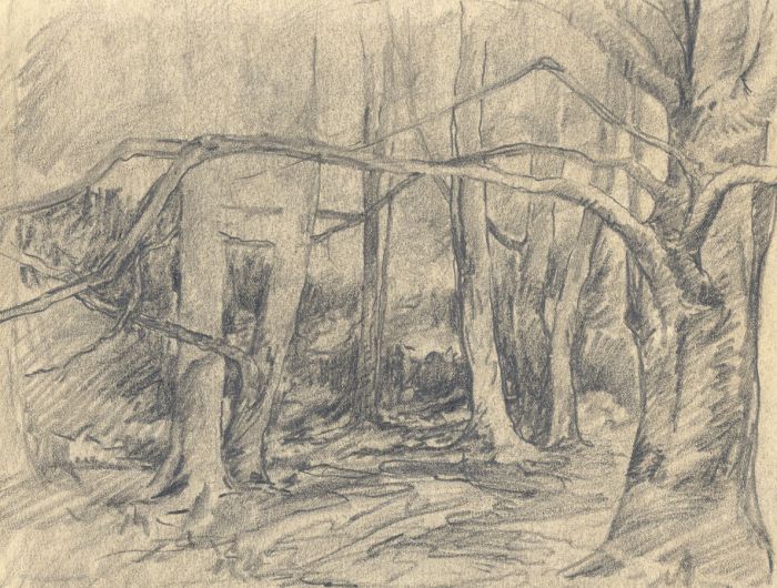 Marcus Adams - Set of 3 Early 20th Century Graphite Drawings, Treescapes