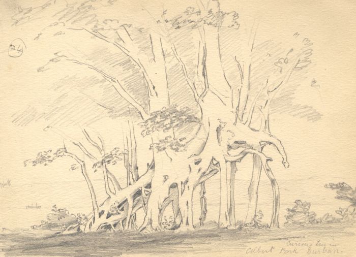 Marcus Adams - Early 20th Century Graphite Drawing, Curious Tree in Albert Park