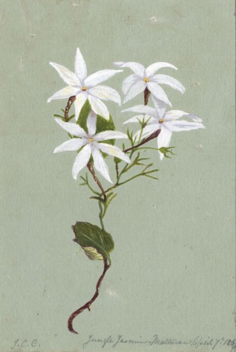 J.C.C. - 1869 Gouache, Jungle Jasmin
