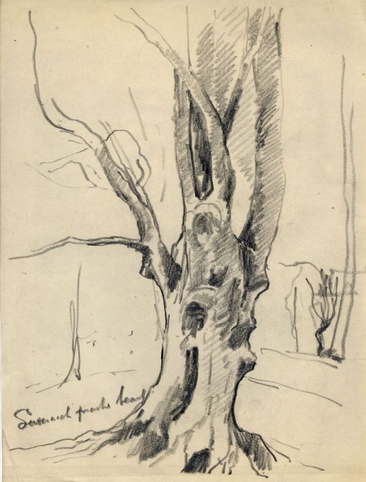 Marcus Adams - Four Early 20th Century Graphite Drawings, Tree Sketches