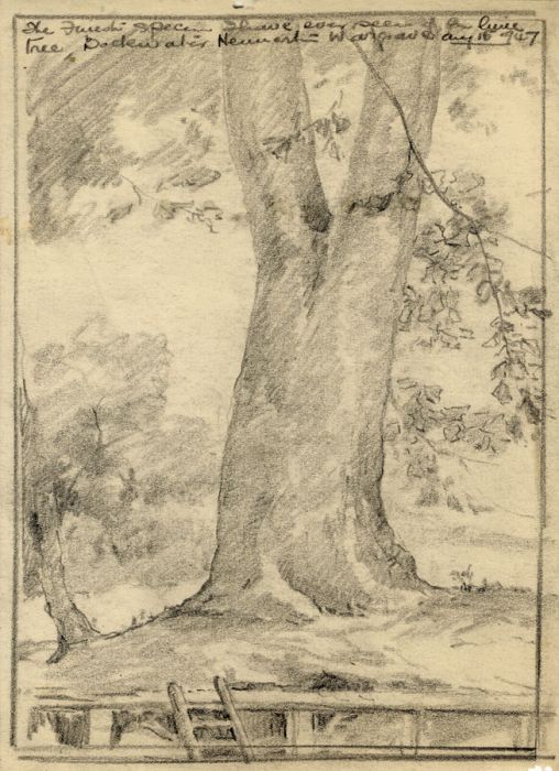 Marcus Adams - Four Early 20th Century Graphite Drawings, Trees