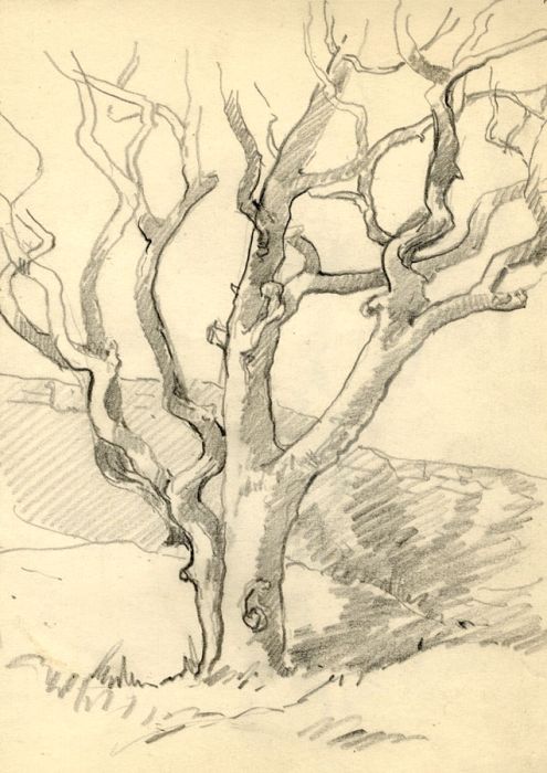 Marcus Adams - Five Early 20th Century Graphite Drawings, Trees in Landscapes