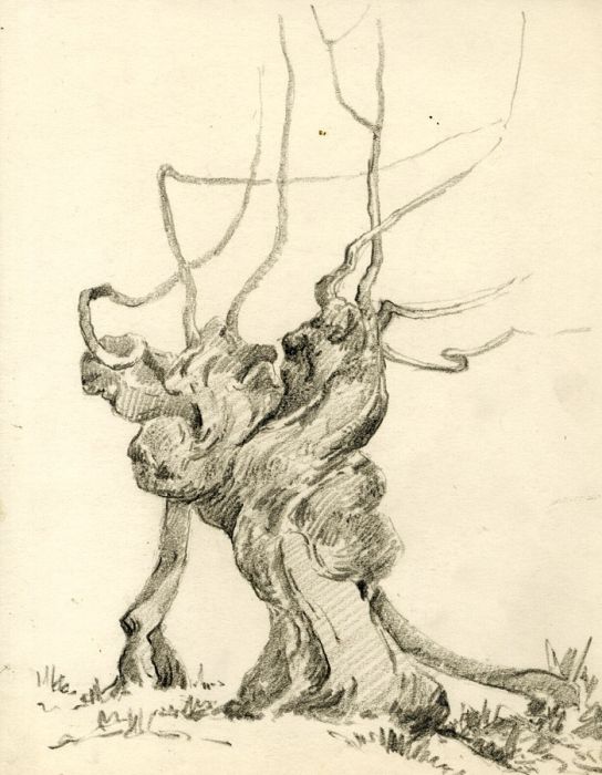 Marcus Adams - Five Early 20th Century Graphite Drawings, Studies of Trees