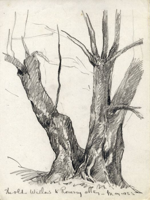 Marcus Adams - Five Early 20th Century Graphite Drawings, Trees and Landscapes
