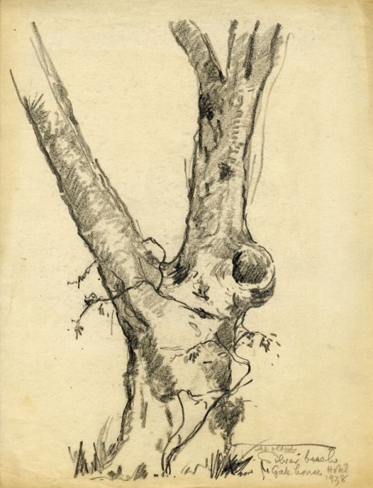 Marcus Adams - Five Early 20th Century Graphite Drawings, Tree Studies