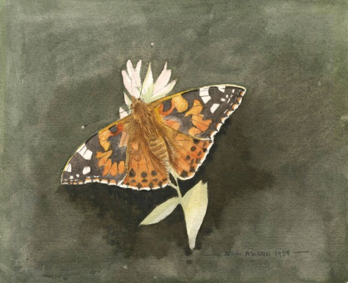 John Austin - 1984 Watercolour, Moth and Pink Flower Study