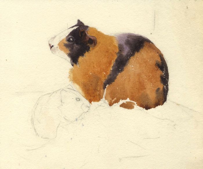 Mary Cecilia Crompton - Contemporary Watercolour, Guinea Pigs