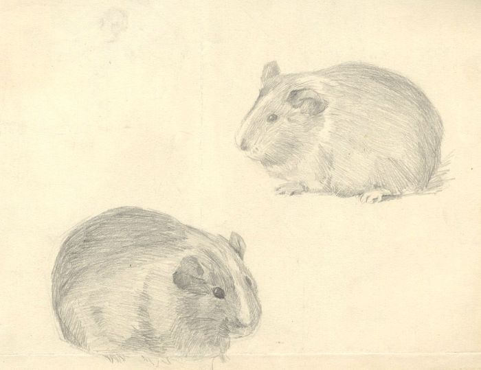 Mary Cecilia Crompton - Contemporary Graphite Drawing, Guinea Pigs