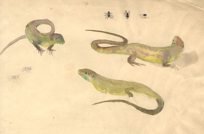 Mary Cecilia Crompton - Contemporary Watercolour, Study of Lizards and Flies