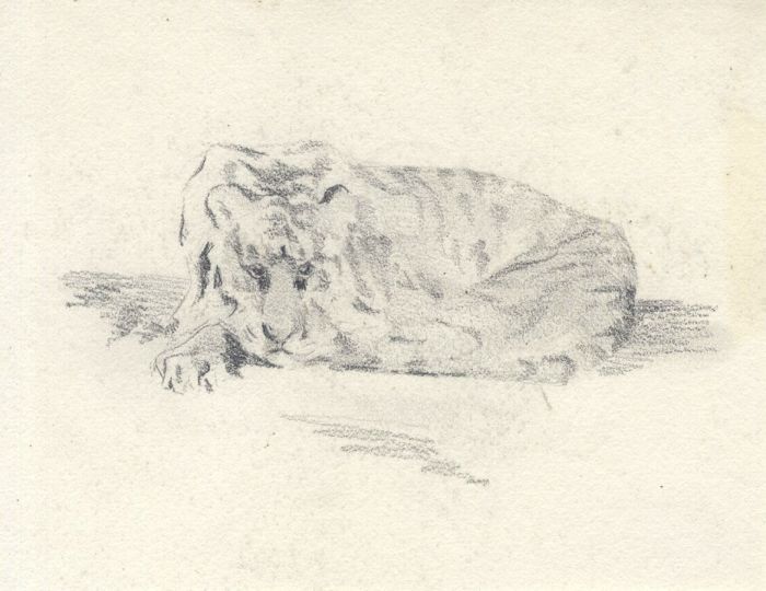 Mary Cecilia Crompton - Contemporary Graphite Drawing, Tiger
