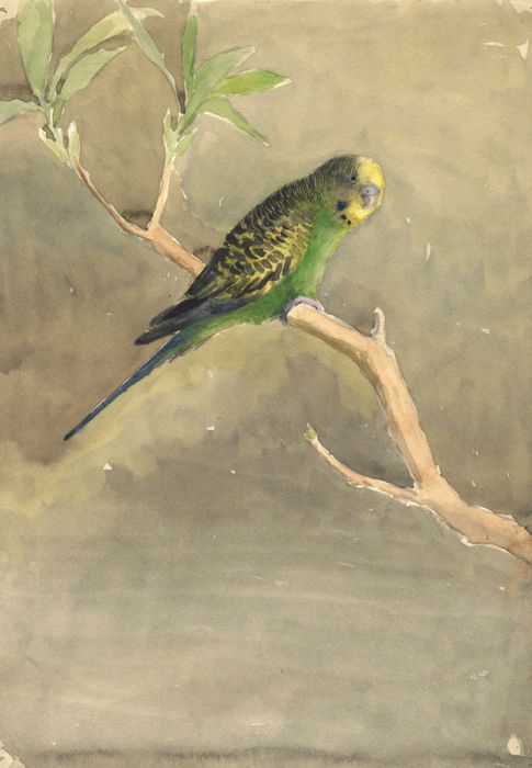 Mary Cecilia Crompton - Contemporary Watercolour, Budgerigar