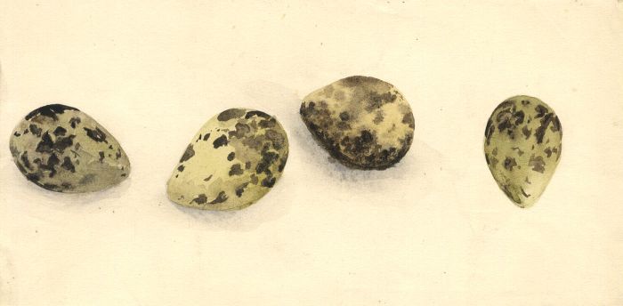 Mary Cecilia Crompton - Contemporary Gouache, Eggs
