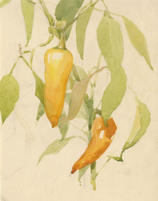 Mary Cecilia Crompton - Contemporary Watercolour, Chili Peppers