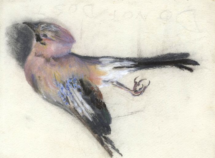 Mary Cecilia Crompton - Contemporary Pastel, Bird