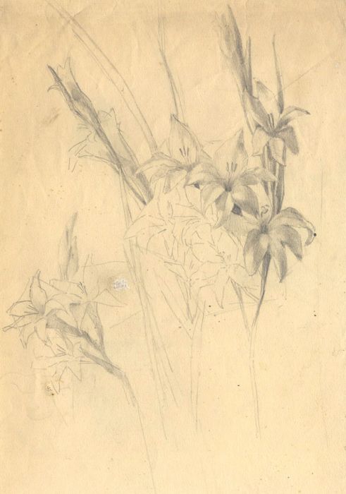 Mary Cecilia Crompton - Contemporary Graphite Drawing, Floral Study