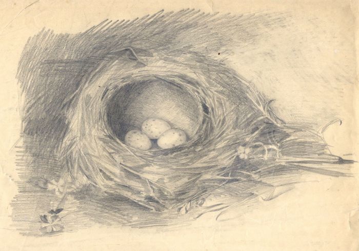 Mary Cecilia Crompton - Contemporary Graphite Drawing, Bird's Nest